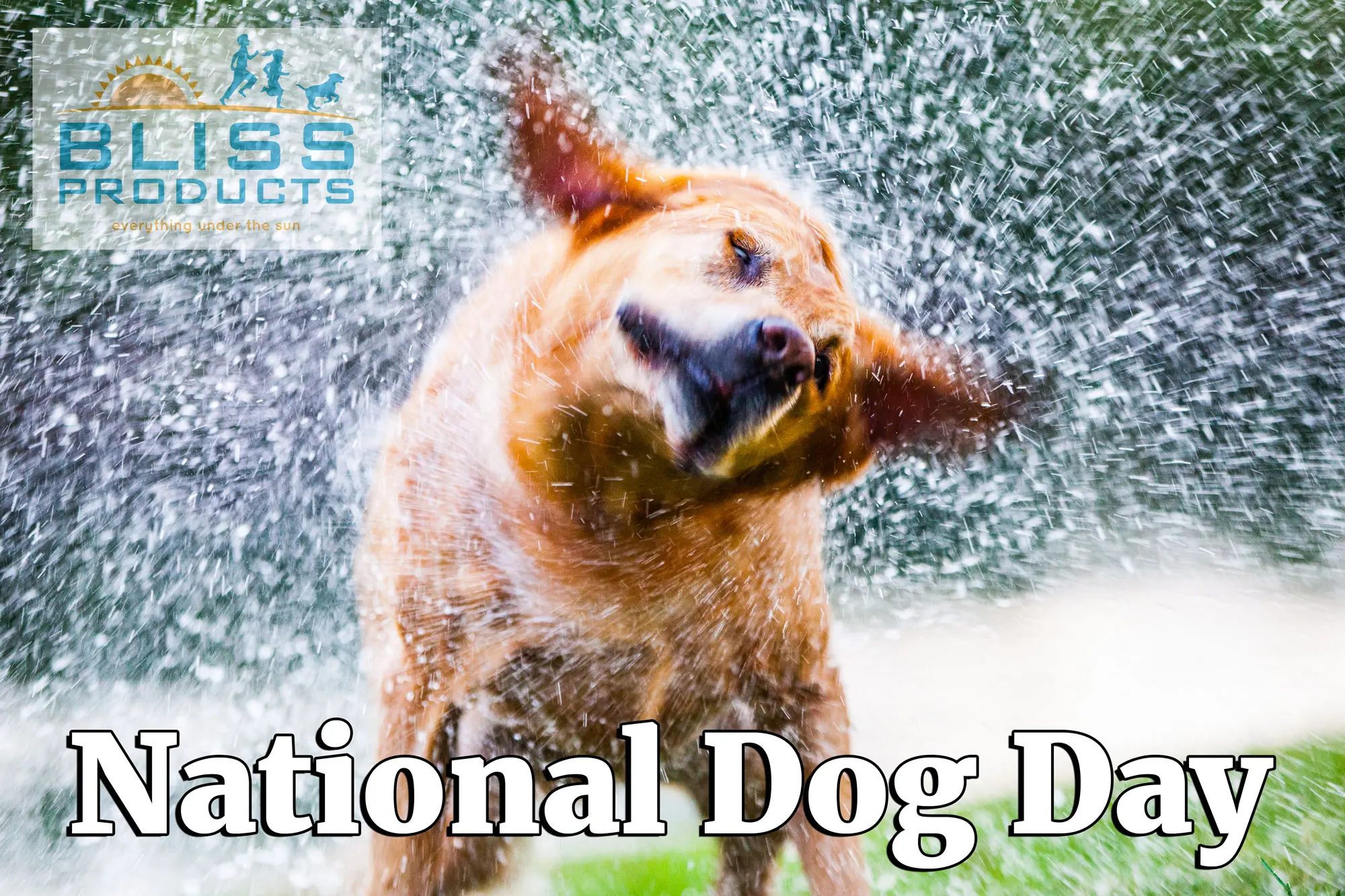 dog shaking the water off