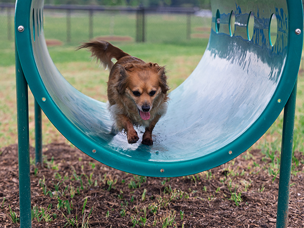 Dog Crawl Tunnel – Bliss Products and Services Small dog crawling through agility tunnel at Apalachee Regional Park Dog Park in Leon County, Florida – equipment by Bliss Products and Services.