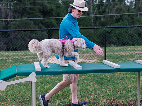 Dog Agility Walk Ramp – Bliss Products and Services Dog walking across elevated agility ramp at Apalachee Regional Park Dog Park in Leon County, Florida – installed by Bliss Products and Services.