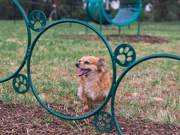Dog Agility Hoop Jump – Bliss Products and Services Small dog standing near green metal agility hoop jump at Apalachee Regional Park Dog Park in Leon County, Florida — equipment installed by Bliss Products and Services.