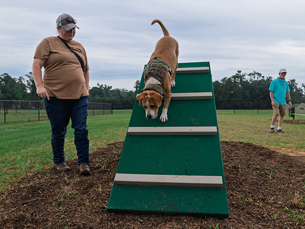 King-of-the-hill Dog A-Frame Ramp Agility – Bliss Products and Services Dog descending an A-frame ramp at Apalachee Regional Park Dog Park in Leon County, Florida, with handler beside — equipment by Bliss Products and Services.