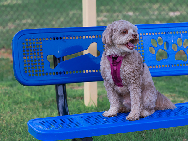 Paws Bench – Dog Park Seating | Bliss Products and Services Custom blue “Paws” themed bench at Apalachee Regional Park Dog Park, provided by Bliss Products and Services.