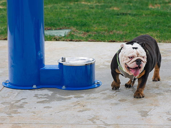 Dog Park Water Fountain – Bliss Products and Services Dog water fountain at Apalachee Regional Park Dog Park in Leon County, installed by Bliss Products and Services.