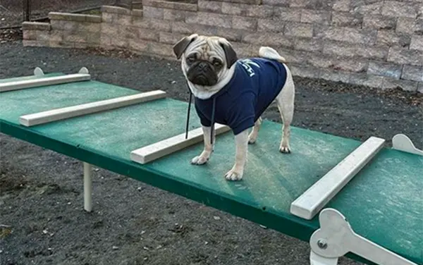 Small dog standing on a balance beam with traction slats in Rainbow City, Etowah County, Alabama