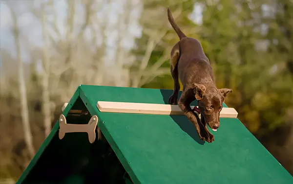 barkpark-dog-walk-a-frame-ramp-brown-dog Dog practicing on a Dog Walk A-frame ramp