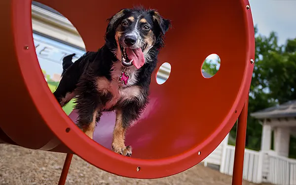 barkpark-doggie-crawl-tunnel-black-dog Dog using a red Doggie Crawl tunnel agility obstacle