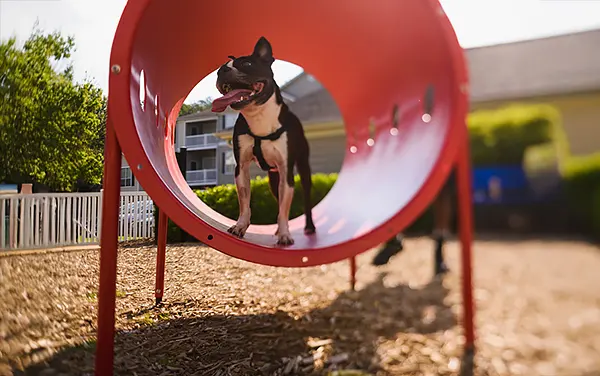 Boston Terrier standing in a red Doggie Crawl tunnel in Wallsboro, Elmore County Alabama