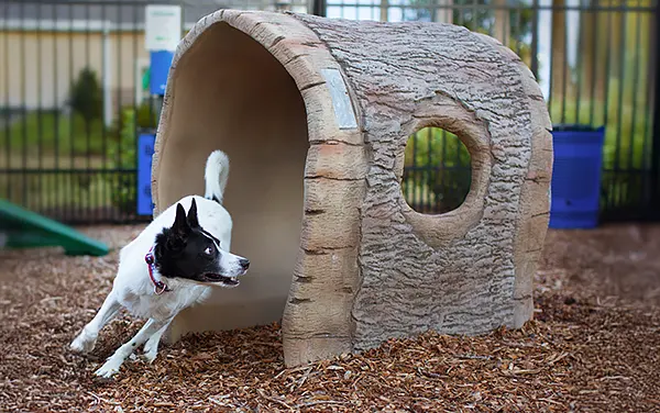 Dog running out of a realistic log tunnel agility obstacle at a dog park in Latham, Alabama, available from Bliss Products and Services.