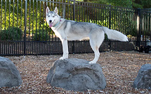 Dog parks in Appomattox County, VA