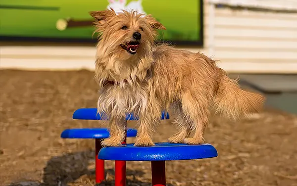 Small dog balancing on blue Stepping Paws agility pedestals in Huxford,
Escambia County Alabama
