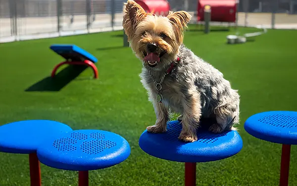 barkpark-stepping-paws-dog-balance-pedestals Small dog balancing on blue Stepping Paws agility pedestals