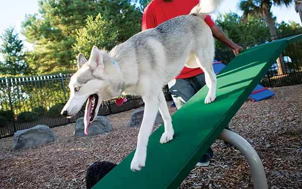 Dog practicing on a green teeter-totter agility seesaw with a handler in Autaugaville, Alabama
