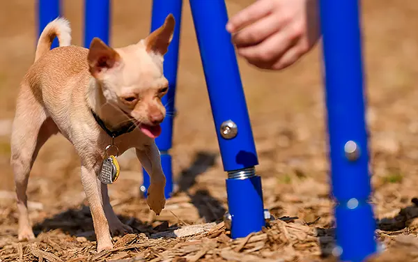 barkpark-weave-posts-dog-agility-closeup Close-up of a dog navigating blue Weave Posts at a dog park