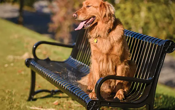 Slat steel bench with back at a dog friendly park in Clay County Alabama