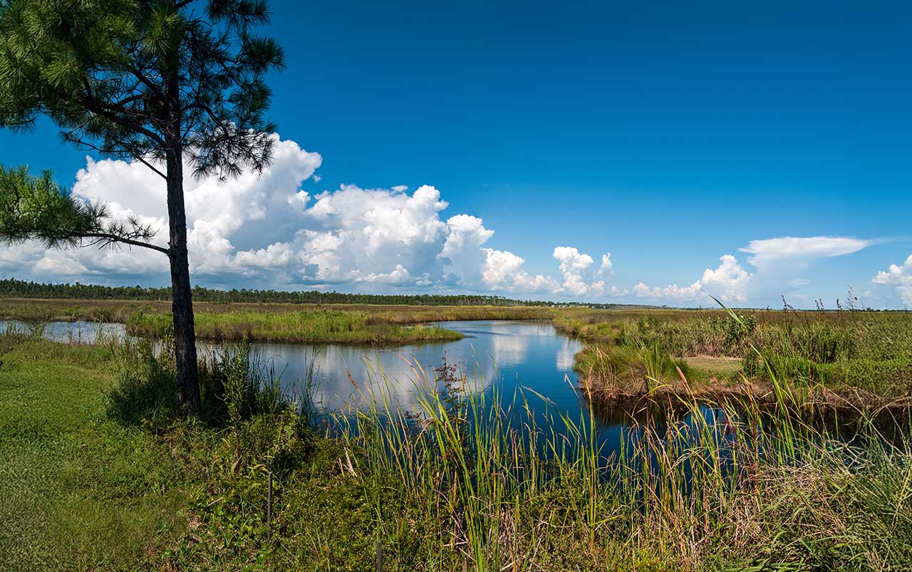 Coastal marsh and bayou at Gulf State Park in Alabama, showing Gulf Coast conditions.