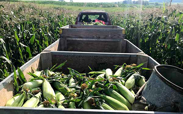 kevin-williams-sweet-corn-harvest-southwest-virginia-1 Sweet corn harvest on a Southwest Virginia family farm, reflecting Kevin Williams’ local roots with Bliss Products and Services.