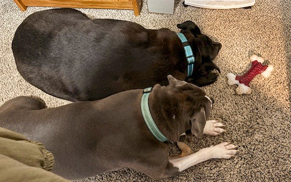 PUPS-IN-OFFICE--1 Ribbon-cutting event at Leon County Dog Park in Tallahassee, Florida, featuring Bliss Products and Services project led by Ron Harley.