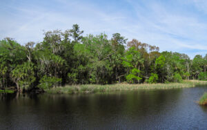 Wetland and water view at Lower Suwannee National Wildlife Refuge in Dixie County, Florida