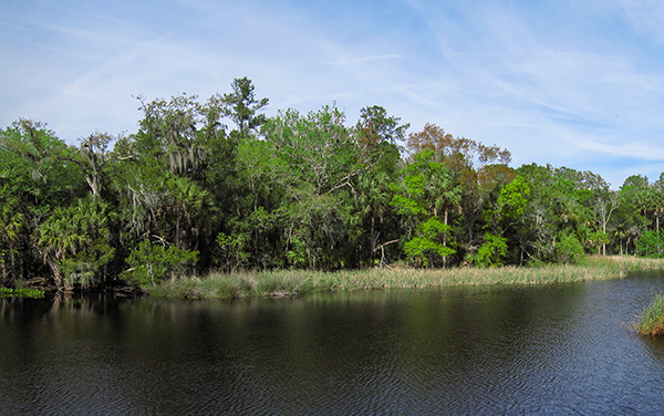 Wetland and water view at Lower Suwannee National Wildlife Refuge in Dixie County, Florida