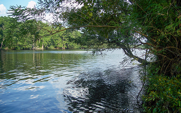 Suwannee River view from the Nature Coast State Trail near Old Town in Dixie County, Florida