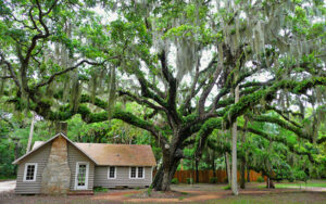 Live oak tree and garden building at Washington Oaks Gardens State Park in Palm Coast, Flagler County, Florida
