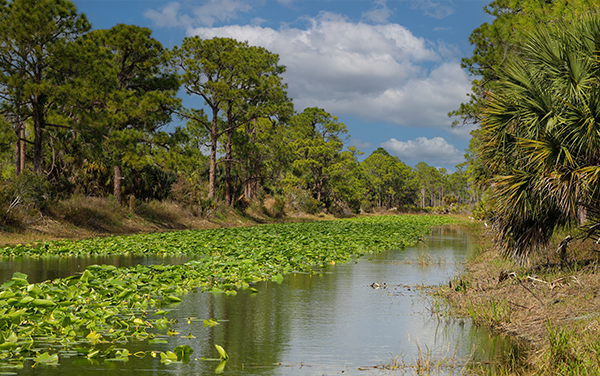 Wetland and pine landscape at Babcock-Webb Wildlife Management Area in Punta Gorda, Florida