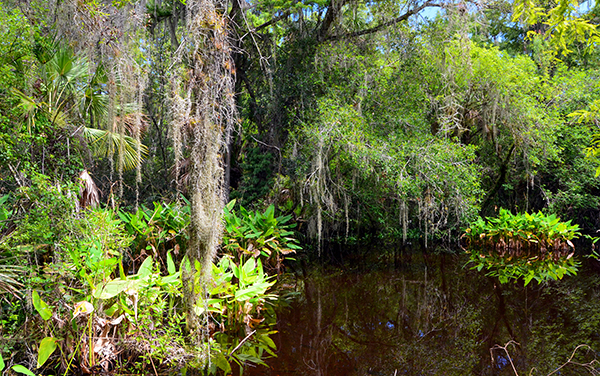 Swamp and cypress habitat along Big Cypress Bend Boardwalk in Collier County, Florida