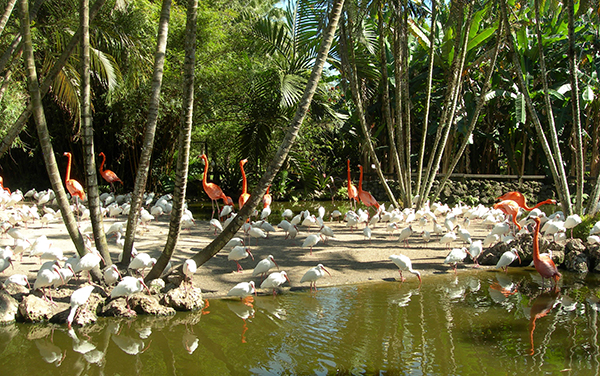 Flamingos and ibises at Flamingo Gardens in Davie, Florida, representing inland Broward County recreation and natural outdoor spaces.