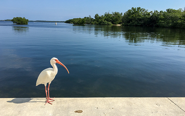 White ibis standing beside Largo Sound at John E. Pennekamp Coral Reef State Park in Key Largo, Monroe County, Florida.