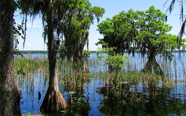 Cypress trees and wetland shoreline at Lake Russell in Osceola County, Florida.