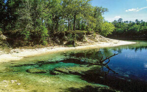 Clear water at Little River Springs in Suwannee County, Florida