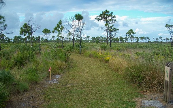Open trail through Savannas Preserve State Park with grasses, pine trees, and natural Florida landscape.
