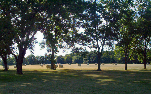 Hay bales beside a pecan orchard near Claxton in Evans County, Georgia