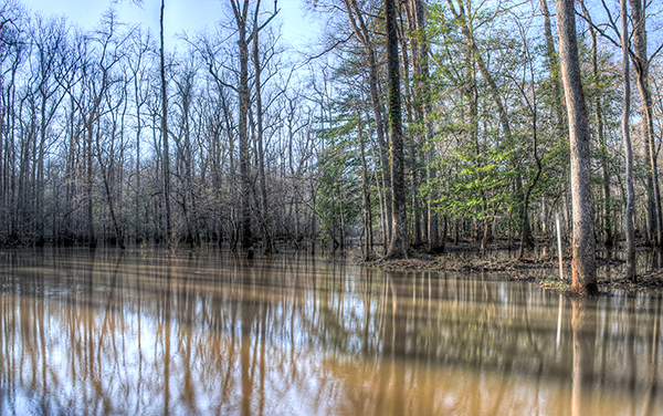 Wooded wetland and still water at Bond Swamp in Georgia
