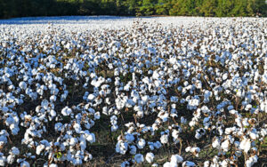 A Georgia cotton field at harvest, rows of white cotton bolls under a clear sky
