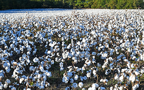 A Georgia cotton field at harvest, rows of
white cotton bolls under a clear sky