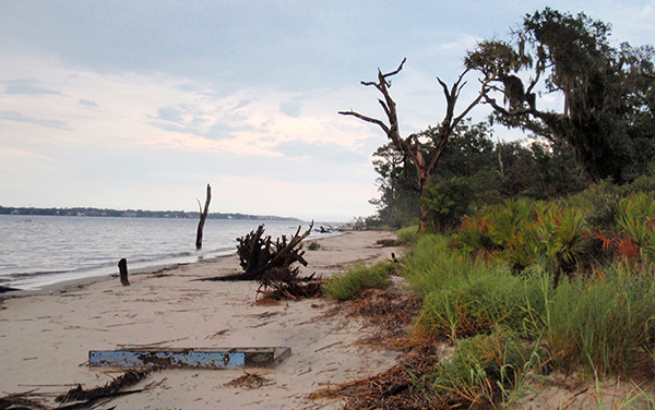 Weathered trees and coastal shoreline at Driftwood Beach on Jekyll Island in Glynn County, Georgia