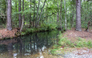 Woodland stream along Cartwright Trail at Flat Tub Wildlife Management Area in Jeff Davis County, Georgia