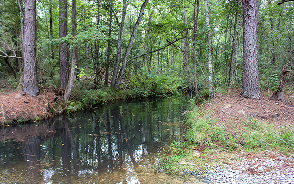 Woodland stream along Cartwright Trail at Flat Tub Wildlife Management Area in Jeff Davis County, Georgia