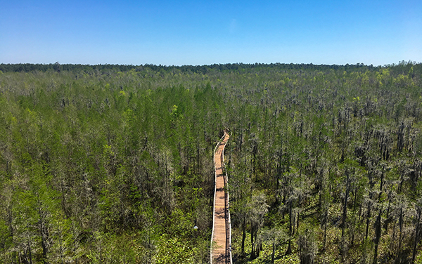 Elevated view of the boardwalk crossing Grand Bay Wildlife Management Area near Valdosta, Georgia