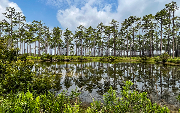 Calm blackwater and pine forest reflected in
the Okefenokee Swamp in Ware County,
Georgia, under a blue sky