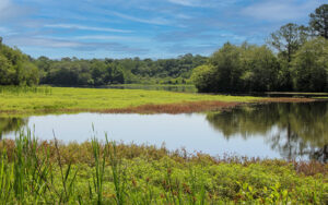 Lake and wetland vegetation at Reed Bingham State Park in Georgia