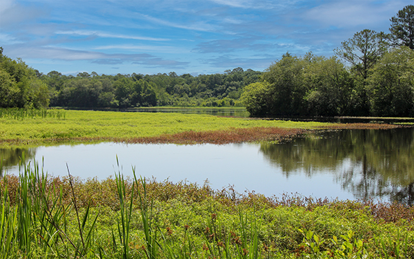 Lake and wetland vegetation at Reed Bingham State Park in Georgia