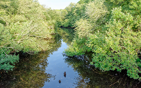 Satilla River surrounded by woodland south of Douglas in Coffee County, Georgia