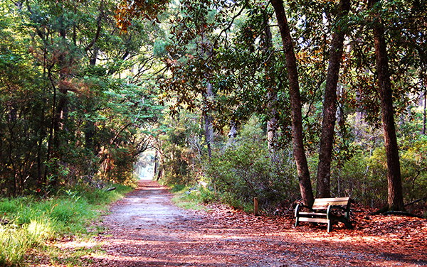 Woodland trail and bench at Skidaway Island State Park in Chatham County, Georgia.