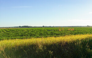 A South Georgia peanut field stretching to the treeline under a clear blue sky