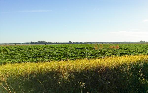A South Georgia peanut field stretching to the
treeline under a clear blue sky
