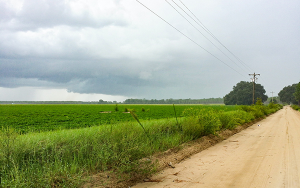 A green South Georgia peanut field beside a
dirt road under a cloudy sky