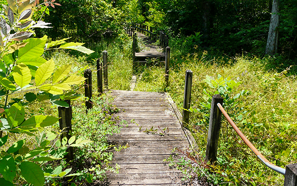 Weathered wooden boardwalk surrounded by woodland vegetation at Spring Creek Recreation Park in Colquitt, Georgia