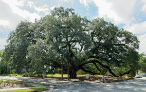 The Big Oak with wide spreading branches in Thomasville, Georgia